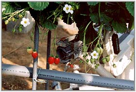 イチゴ収穫ロボット