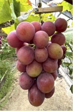 Fig1.jpg